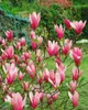 Magnolia liliiflora 'Nigra', Purpur-Magnolie, Produktbild-Vorschau 3