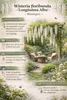 Weißer Blauregen Longissima Alba 180–200 cm – Wisteria Produktbild-Vorschau 2