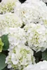 A close-up view of several white hydrangea flowers with some green buds and leaves. Produktbild-Vorschau