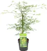 Japanischer Ahorn | Acer Palme. \'Emerald Lace\' - Produktbild-Vorschau 1