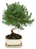 Bonsaj - Pinus halepensis - borovice aleppská - ca. 7-8 let Náhled obrázku produktu 1