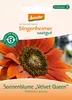 Sonnenblume "Velvet Queen" - Helianthus annuus Produktbild-Vorschau 2