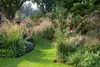 Stauden Gänge 1 x Molinia arundinacea 'Transparent' im 1 Produktbild-Vorschau 4