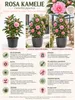 Rosa Kamelie ca. 50 cm – Camellia, blühende Kübelpflanze Produktbild-Vorschau 2