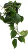 Dehner Baumfreund, Philodendron scandens, in Hydrokultur, Produktbild-Vorschau 1