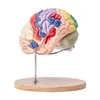 Model lidského mozku - Anatomická studie - 4 části - Náhled obrázku produktu 10