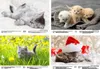 Katzenkinderzauber DIN A4 Kalender für 2026 Katzenkinder Produktbild-Vorschau 4