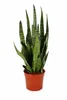Sansevieria Zeylanica Bogenhanf ca. 100 cm – luftreinigende Produktbild-Vorschau 1