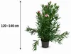 Oleander Semplice Rosa 120–140 cm – Rosa blühender Produktbild-Vorschau 5