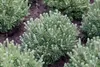 Pinus mugo 'Mops', Bergkiefer, kompakt, ca. 9x9 cm Topf Produktbild-Vorschau 4