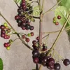 Aronia- Apfelbeere Hugin Gesundheitsbeerenstrauch Produktbild-Vorschau 3