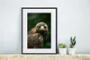 MuchoWow® MuchoWow® Gerahmtes Poster Adler - Braun - Produktbild-Vorschau 6