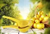 Zitruspresse Metall Citrus Sqeezer Entsafter mit Griff Produktbild-Vorschau 6