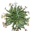 Crassula "Hottentot" de 14 cm, Crassula rupestris Voir les images du produit 2