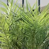 Bloomique - Zestaw 2 sztuk - Phoenix Canariensis - Palma Podgląd zdjęcia produktu 4