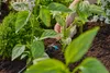 Gardena MDS Tête goutte à goutte en ligne 2 l/h GARDENA Voir les images du produit 8