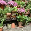 A collection of potted plants, including pink flowering plants and green foliage, arranged on a tiered stand and on the ground. Anteprima dell’immagine prodotto