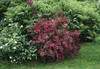 Weigelie Bristol Ruby 100-150 cm, im Topf - Weigela Produktbild-Vorschau 8