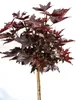 Blut - Ahorn " Crimson sentry " Acer platanoides Hochstamm Produktbild-Vorschau 1