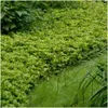 Plants by Frank | 48 Plantes de pachysandre | Pachysandra Voir les images du produit 2