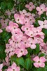 Cornus kousa 'Satomi Compact', Japanischer Produktbild-Vorschau 2