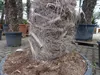 XXXXL 210 - 230 cm Trachycarpus fortunei Hanfpalme, Produktbild-Vorschau 3