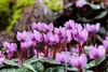 6 x Cyclamen coum - Wiosna - Doniczka 9 x 9 cm Podgląd zdjęcia produktu 1