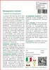 SAFLAX  - Borsapastore comune - 1000 semi - Con substrato - Anteprima dell’immagine prodotto 3