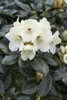 Rhododendron yakushimanum 'Flava', gelb, 40–50 cm Produktbild-Vorschau 4