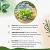 Enseleits 2x Sauerampfer, Marktfrische Pflanze aus Produktbild-Vorschau 4
