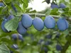Pflaumenbaum ´JOJO´® Unterlage Myrobalan, wurzelnackt Produktbild-Vorschau 6