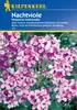 Nachtviole | Blumensamen von Kiepenkerl Produktbild-Vorschau 3