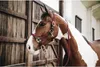 Kentucky Horsewear Stallhalfter Plaited Nylon Halfter Produktbild-Vorschau 11
