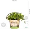 Bloomique - 6er-Set - Haustierfreundliche Pflanzen - Produktbild-Vorschau 4
