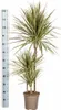 Dracaena Marginata Bicolor Drachenbaum Ø21cm 110-130cm Produktbild-Vorschau 6