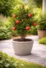 A potted pomegranate tree with fruit, placed on a paved patio with surrounding greenery. Náhled obrázku produktu