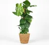 Green boutiQ - Zimmerpflanze - Fensterblatt - Monstera Produktbild-Vorschau 2
