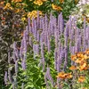 6x Agastache Blue Fortune P9H20 Produktbild-Vorschau 1