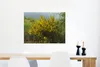 MuchoWow® Poster Blühender Ginster 80x60 cm - Kunst für zu Produktbild-Vorschau 5