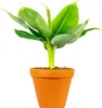 Gardners Musa Tropicana, priemer 6 cm Náhľad obrázku produktu 2