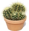Echinocactus grusonii - Schwiegermutterstuhl - Kaktus - Produktbild-Vorschau 2