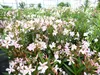 Oleander  110 - 130 cm Busch Nerium Krone Ø90 cm Produktbild-Vorschau 8