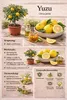 Plante de yuzu (Citrus x junos) 70-100 cm, résistante au Voir les images du produit 2