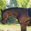 A close-up side view of a brown horse wearing a bridle and training reins, with a blurred green background of trees and foliage. Produktbild-Vorschau