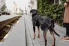 Hunter Hundemantel Uppsala Softshell, Größe:35 cm Produktbild-Vorschau 6