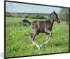 MuchoWow® MuchoWow® Gerahmtes Poster Pferd - Blumen - Gras Produktbild-Vorschau 1