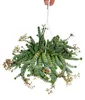 Crassula "Hottentot" de 14 cm, Crassula rupestris Voir les images du produit 1
