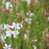 6 x Prachtkerze  - Gaura lindheimeri 'Short Form'  | Topf Produktbild-Vorschau 1