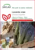 SAFLAX  - Lavande vraie - 150 graines - Lavandula Voir les images du produit 1