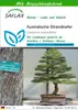 SAFLAX - Australische Strandkiefer - Casuarina Produktbild-Vorschau 1